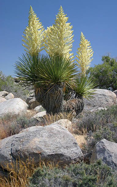 istock Desert Plant, Joshua Tree National Park 139868017
