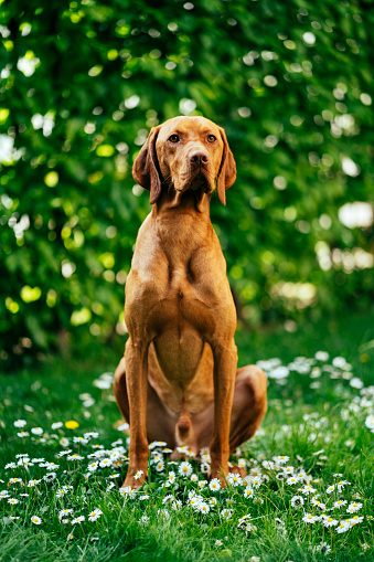 The brown hunting dog freezed in the pose smelling the wildfowl in the green grass. German Short-haired Pointer.