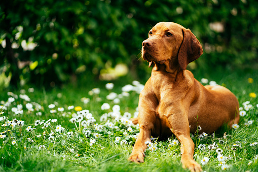 Brown German Shorthaired Pointer. A muscular hunting dog is standing in a point in the field among the green grass. A spring sunny day.