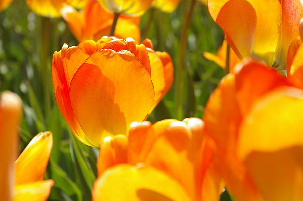 orange tulip stock photo