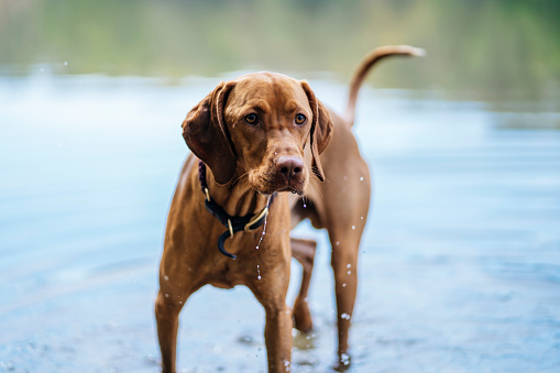 Focused dog standing in a lake