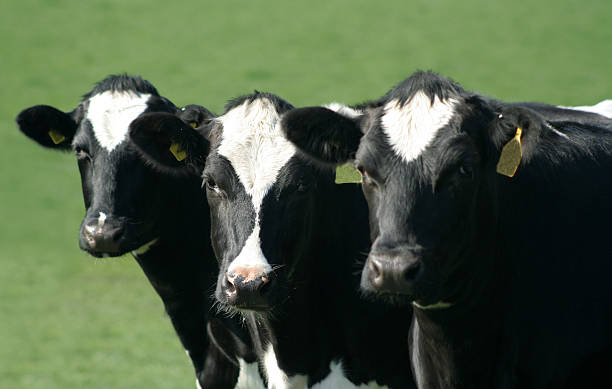 istock Three cows standing in a line in a field 139868181