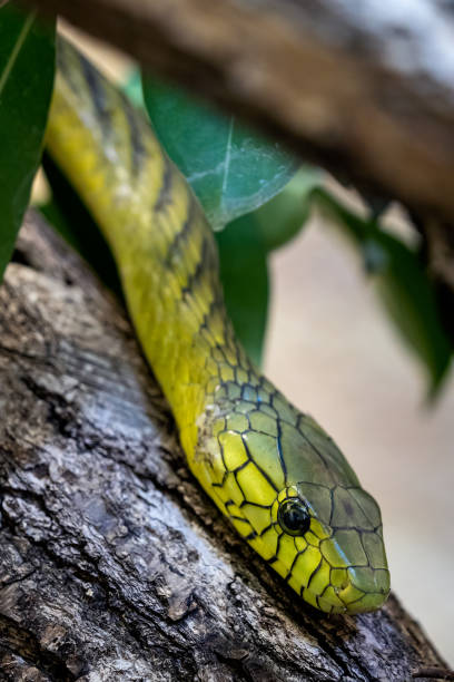 le mamba vert (dendroaspis viridis), un serpent venimeux - angusticeps photos et images de collection
