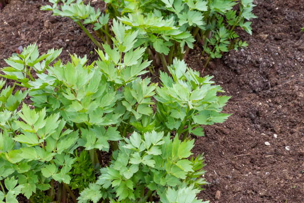 especiarias e ervas, planta lovage (levisticum officinale) crescendo no jardim. - levisticum officinale - fotografias e filmes do acervo