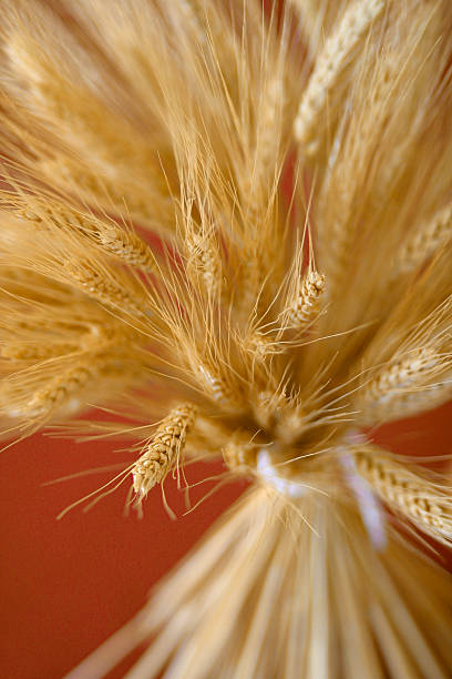 Wheat stock photo