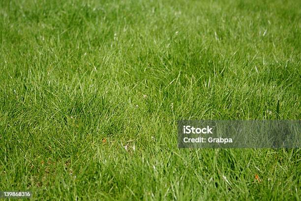 Gras 3 Stockfoto und mehr Bilder von Agrarbetrieb - Agrarbetrieb, Auslage, Blatt - Pflanzenbestandteile