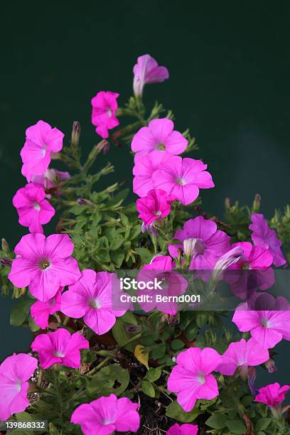 Petunie Stockfoto und mehr Bilder von Aufregung - Aufregung, Blume, Blüte