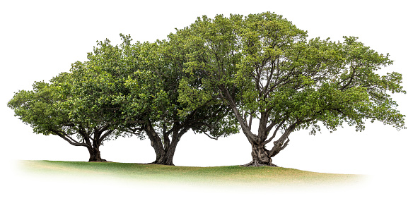Trees on white background with clipping path and alpha channel.