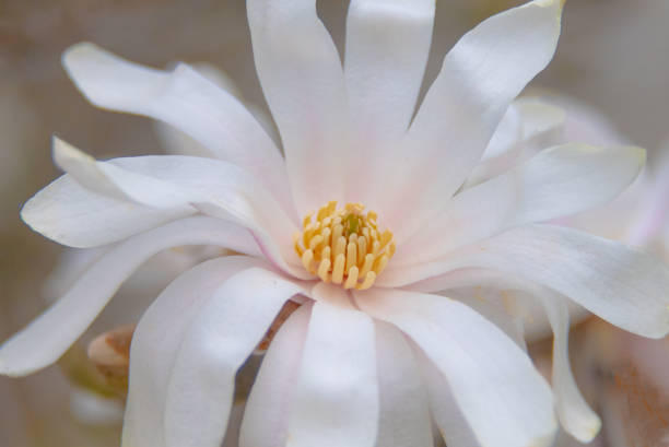 istock Beautiful Spring Flowers-Howard County Indiana 1398684027