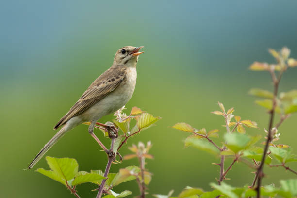 istock The tawny pipit 1398684223