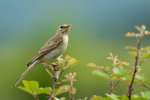istock The tawny pipit 1398684231