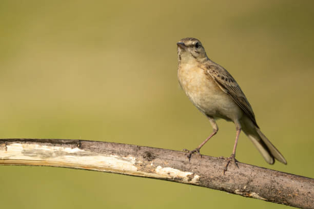 istock The tawny pipit 1398684259