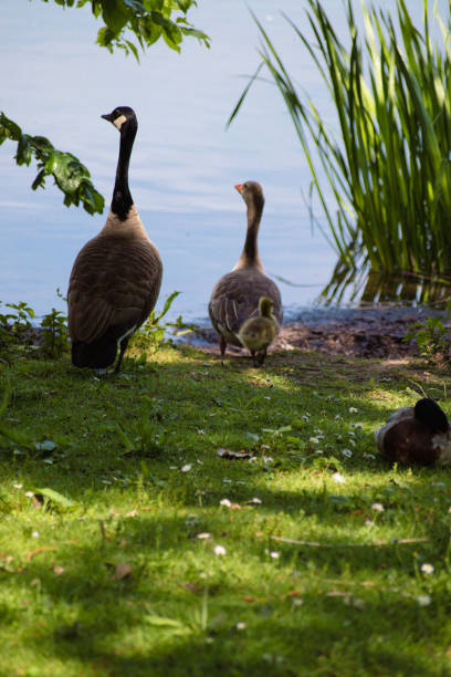istock Geese with their baby 1398684304