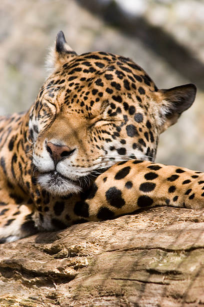 Resting jaguar stock photo