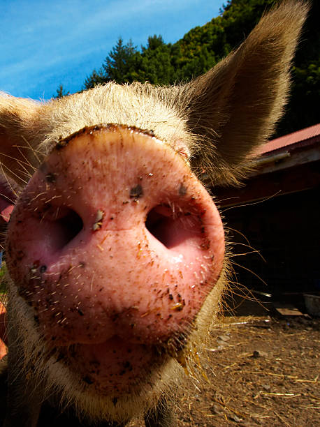 istock Close up of Pig snout 139868473