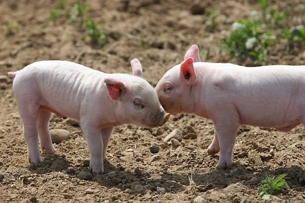 Kissing pigs stock photo