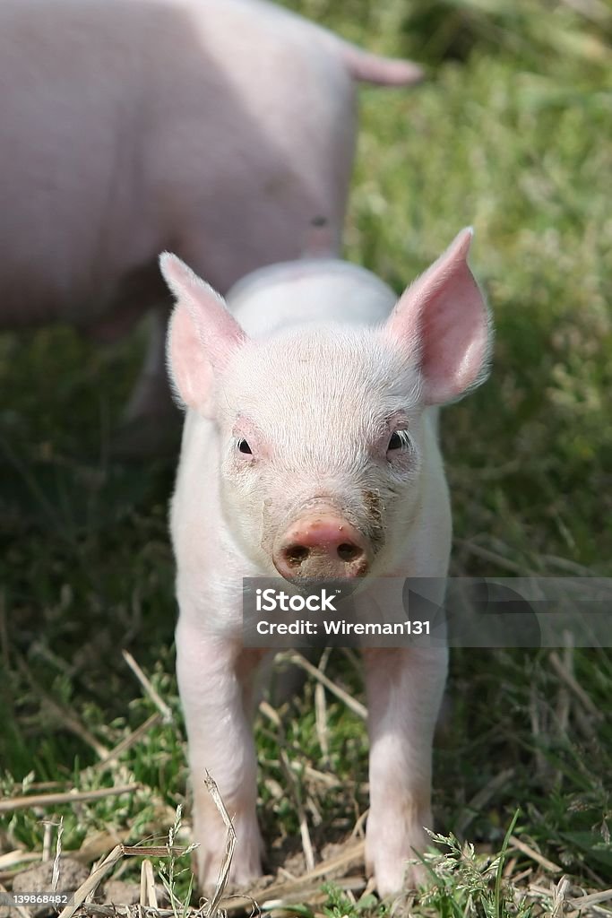 Baby pig One baby pig Animal Stock Photo