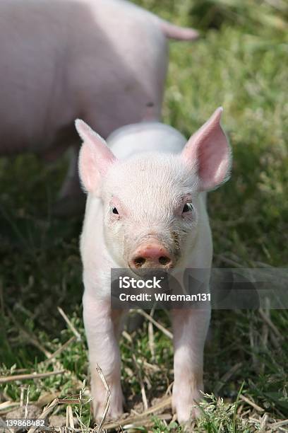 Baby Pig Stock Photo - Download Image Now - Animal, Child, Domestic Pig