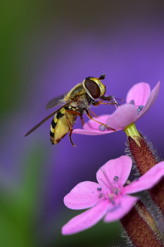 Migrant hoverfly bee insect close up sucking nectar on pink flowers, colorful soft blurred background, shallow depth of field nature macro photography.
