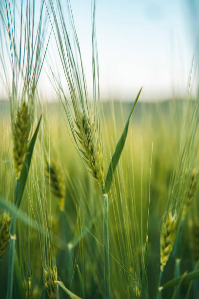 istock Beautiful young green wheat plants 1398686028