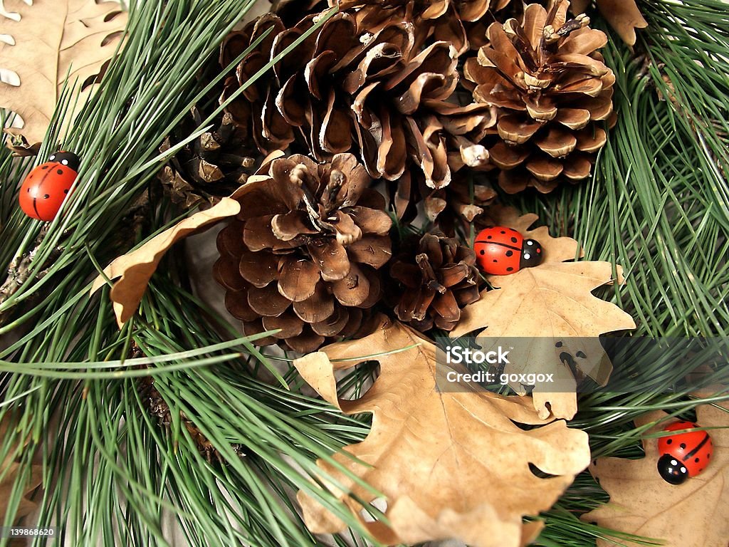 Pine und ladybirds arrangement - Lizenzfrei Marienkäfer Stock-Foto