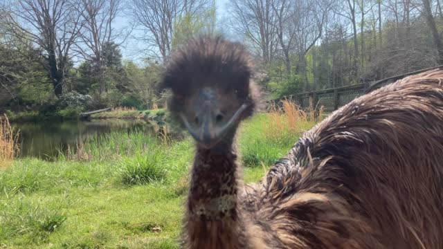 curious emu comes up to the camera and stares