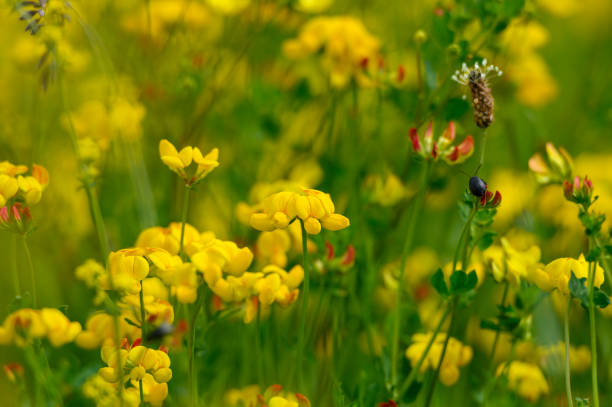 Close up Bird's-foot trefoil horizontal close up Bird's-foot trefoil  field lotus corniculatus stock pictures, royalty-free photos & images