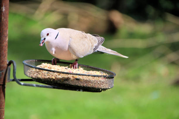 istock A view of a Collared Dove 1398686465