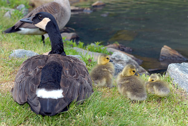 istock Mom and Children 139868822