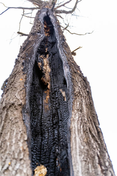 Wood burned out after being struck by lightning