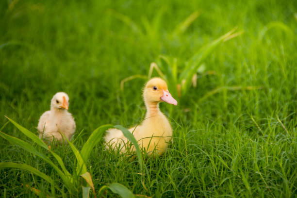 istock Yellow duckling by the river 1398688613