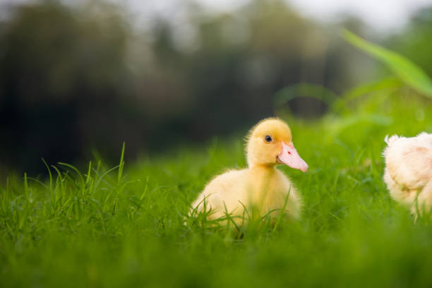 istock Yellow duckling by the river 1398688676