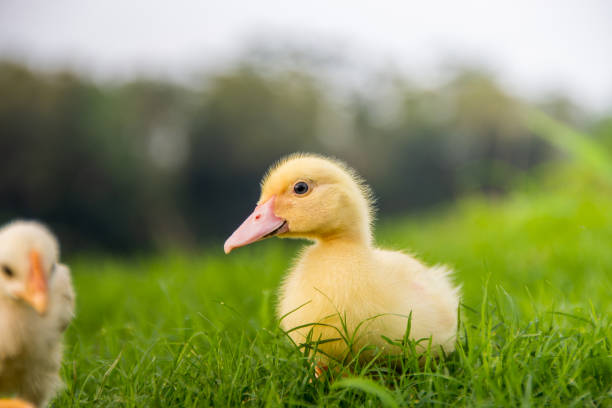 istock Yellow duckling by the river 1398688754
