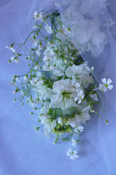 istock Beautiful background with white matthiola, Matthiola Incana 1398688759