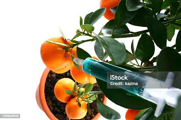 Tangerines Tree With Toxic Inject Stock Photo - Download Image Now - Abundance, Agriculture, Change