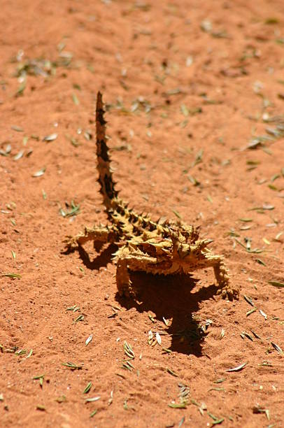 in australia - thorny devil lizard australia northern territory desert foto e immagini stock