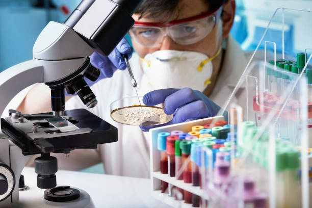 Research scientist working on biological sample in petri dish and microscope at biotechnology laboratory stock photo