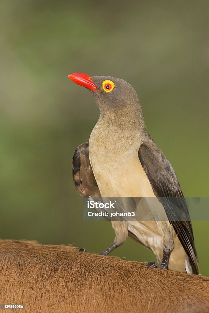 Redbilled Buphagus Sp - Foto de stock de Aepyceros Melampus royalty-free