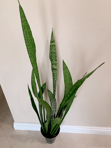 A Tall Sansevieria trifasciata 'Laurentii' Snake Plant or also known as Mother-in-Law's Tongue houseplants. A snake plant houseplant in South Florida. 

Sansevieria is a genus of about 70 species of flowering plants, native to Africa, Madagascar, and southern Asia. Common names include mother-in-law's tongue, devil's tongue, jinn's tongue, bow string hemp, snake plant, and snake tongue. It is often included in the genus Dracaena; in the APG III classification system, both genera are placed in the family Asparagaceae, subfamily Nolinoideae (formerly the family Ruscaceae). It has also been placed in the former family Dracaenaceae.
