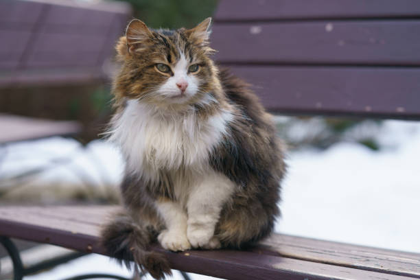 istock Beautiful tabby cat outdoors 1398691442