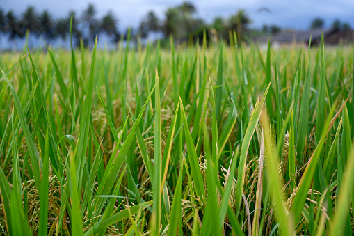 Field of rice, background, Nikon Z7