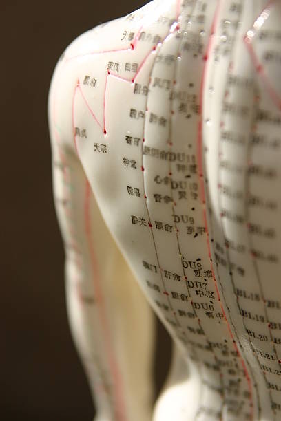 Close-up of the back of acupuncture dummy Acupuncture model acupuncture model stock pictures, royalty-free photos & images