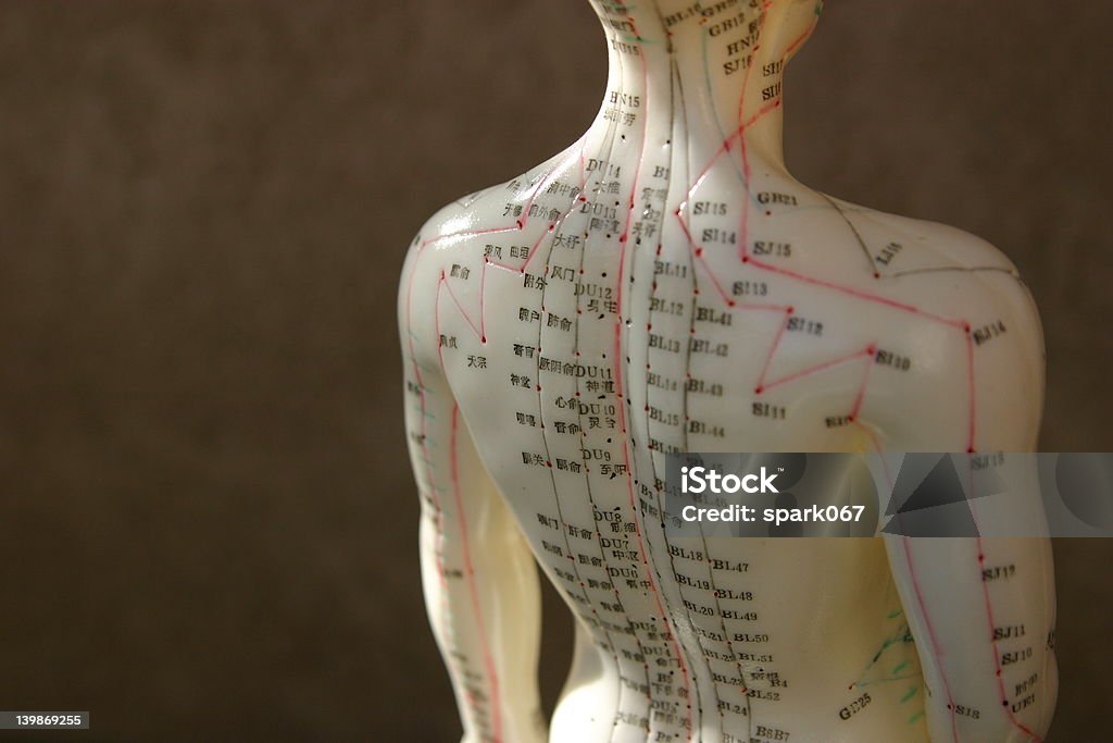 Acupuncture dummy Close-up of the Acupuncture model Acupuncture Stock Photo