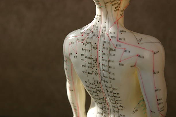 Acupuncture dummy Close-up of the Acupuncture model chinese script photos stock pictures, royalty-free photos & images