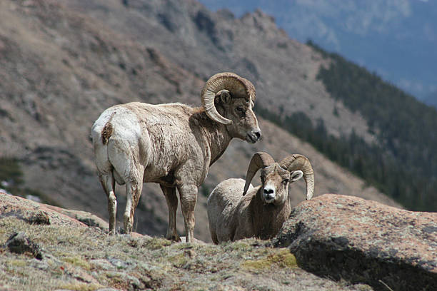 istock Rocky Mountain Bighorn Sheep 1 139869271