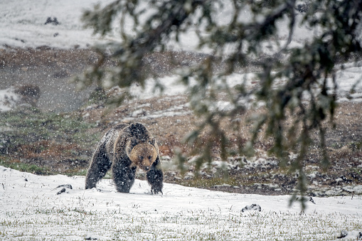 Grizzly bear out for a food search stroll on a snowy spring morning in Yellowstone National Park, in Wyoming, in the northwest of the USA.
