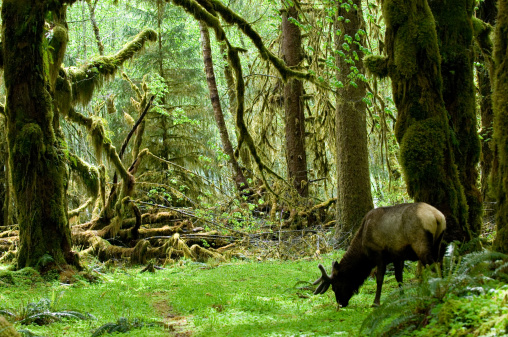 Olympic national park, Washington