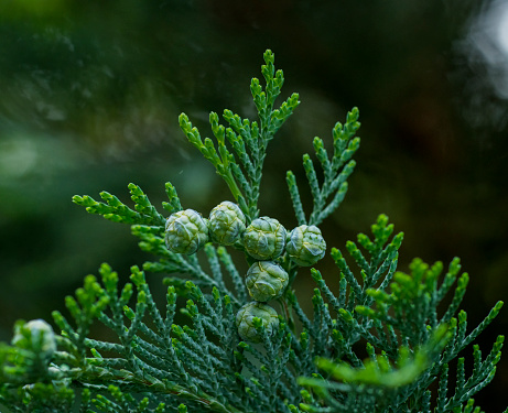 young cones on a branch of arborvitae macro