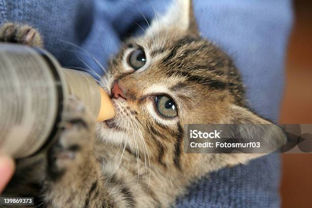 Affamato Piccolo Gattino - Fotografie stock e altre immagini di Bottiglia - Bottiglia, Gattino, Animale