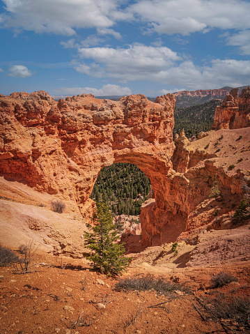 Though the name tends to be misleading, Natural Bridge is one of several natural arches in Bryce Canyon and creates a beautiful scene at this viewpoint. This arch, sculpted from some of the reddest rock of the Claron Formation (rich in iron oxide minerals), poses a stark contrast to the dark green of the Ponderosa forest that peeks through the arch from the canyon below.  Bridges form through the erosion of rock by streams or rivers. This window or arch formed from a combination of processes. Frost wedging, the expanding of cracks in rock as water turns to ice, weakened the rock. Dissolution, the chemical dissolving of rock by rainwater, chewed away at the top and sides of this wall of rock. Finally gravity pulled loose the weakened pockets of rock at the center creating the hole you see. Thus, Bryce Canyon's 'bridges', including Natural Bridge, are spectacular examples of arches that, like the hoodoos, are constantly at risk of destruction as the forces of erosion continue to wear the rock away.